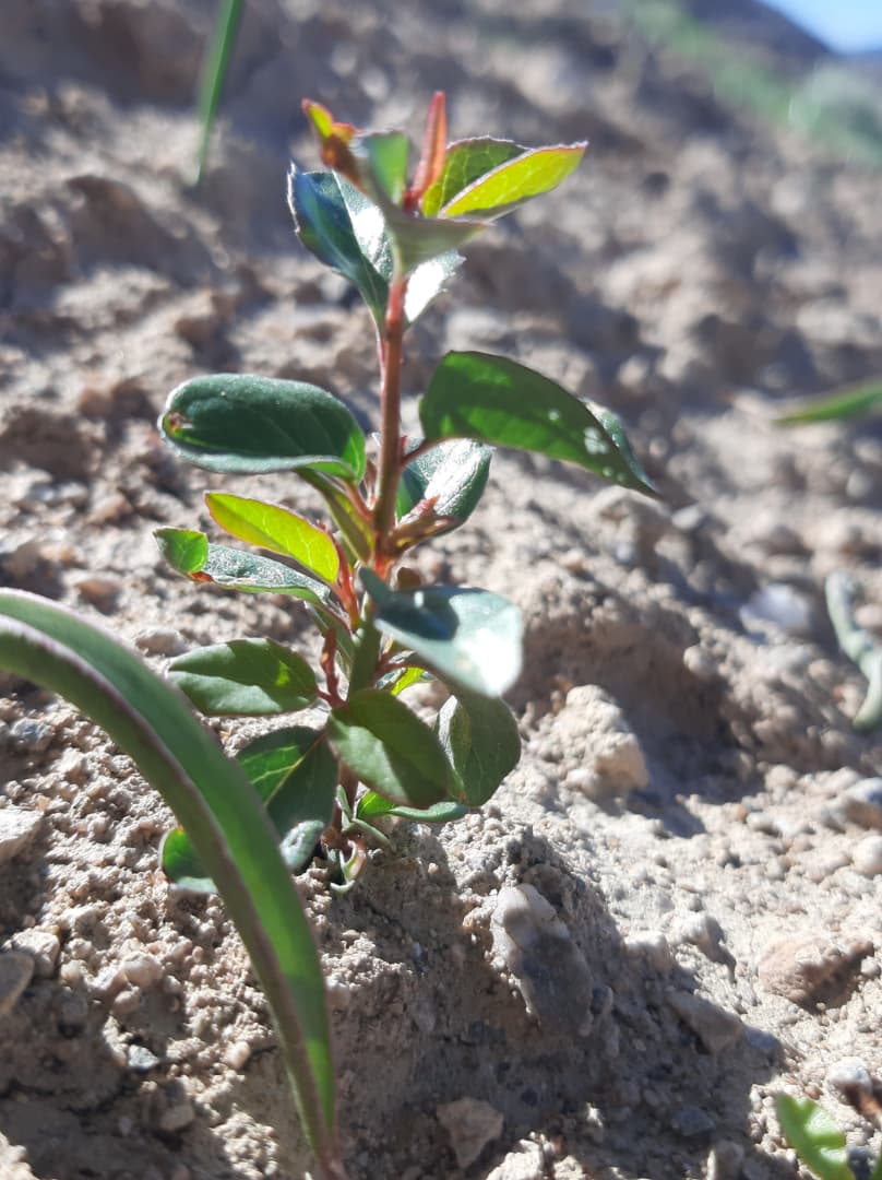 One Tree, One Life
